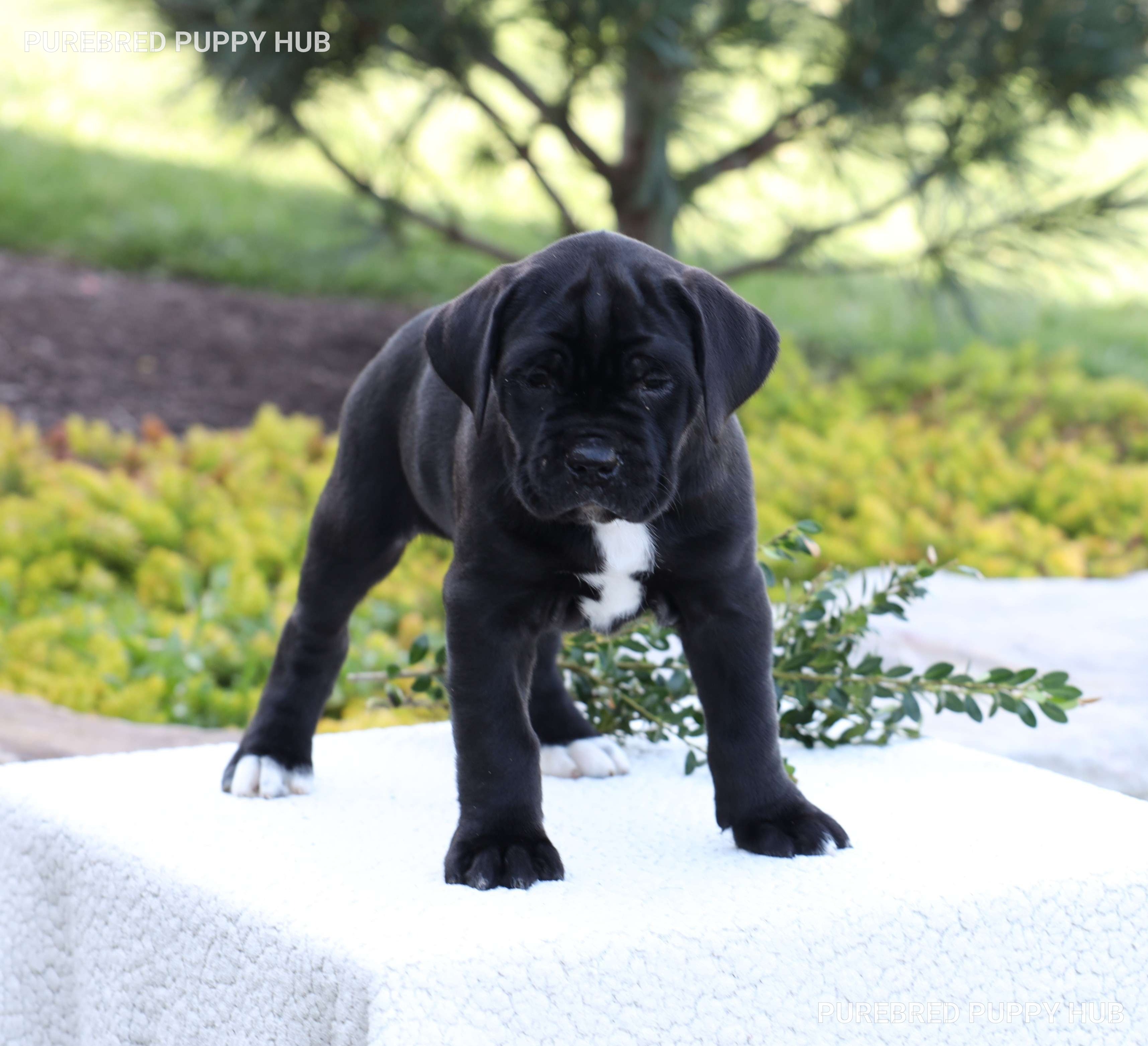 Dean - Cane Corso puppy